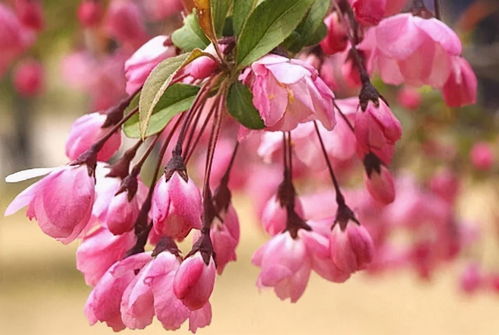 营养与药用价值：海棠果与木瓜的完美结合