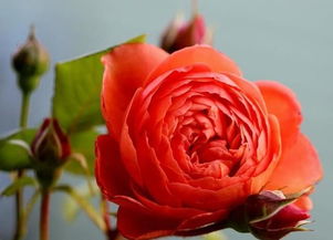 月季花的小秘密