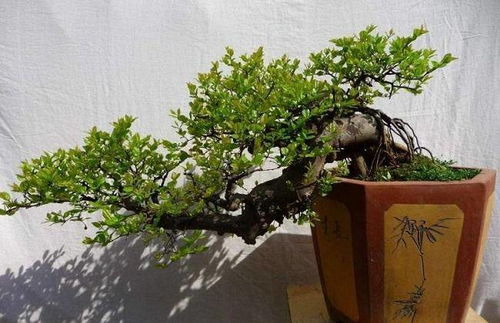 长时间不浇水，盆景怎么保湿才能避免枯萎