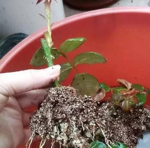 使用生根粉促进花卉生根，先剪枝