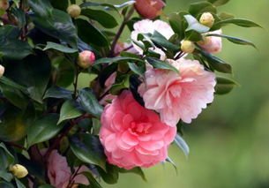 如何养护茶花？