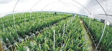 果园里的小秘密：用草来保水和防虫