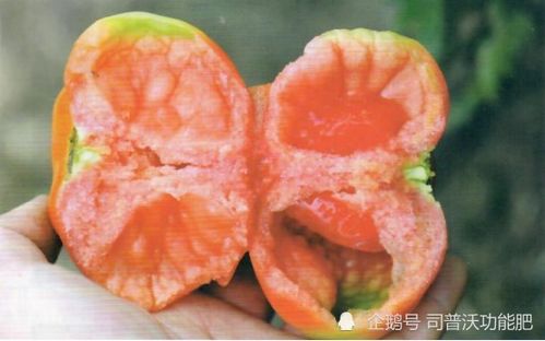 西红柿（T