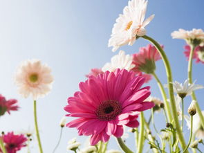 北方冬季种植非洲菊的注意事项