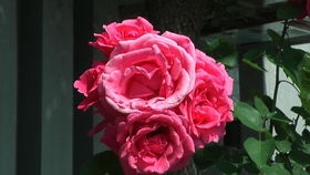 打造花柱、 花墙及拱门注意事项