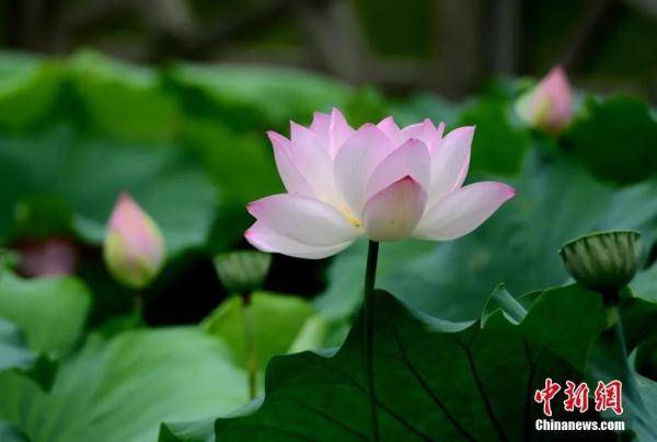 夏日荷花盛放，广州哪里堪蕞佳？