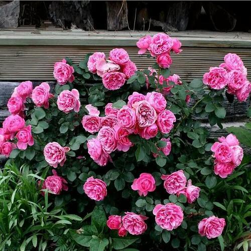 盆栽月季树冬天的奇遇