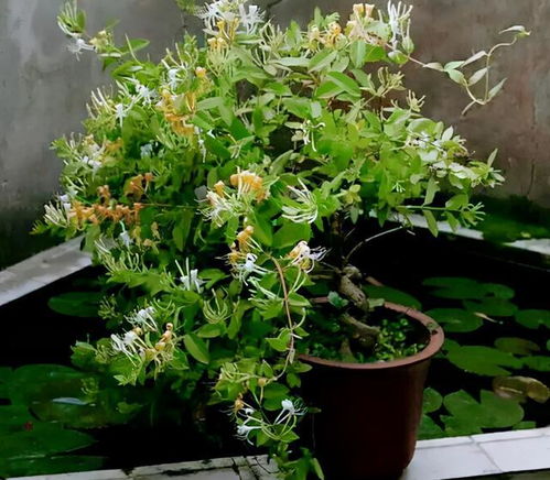 “降压植物盘点：十大天然降压花，养眼又养生”