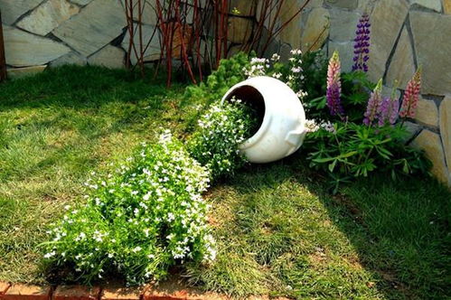 常见园艺类型大揭秘