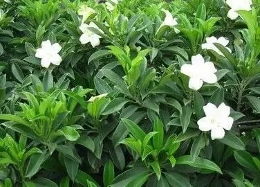 非洲茉莉能否通过扦插繁殖成功？