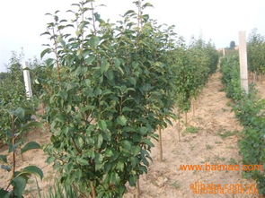 八棱海棠的价值探秘