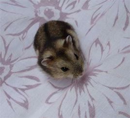 三线仓鼠寿命通常为2-3年