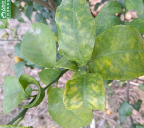 菊花脚叶枯黄，如何对症下药
