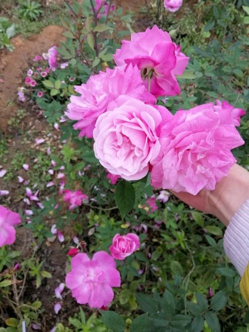 月季、玫瑰、蔷薇：它们是同一种植物的不同品种吗？