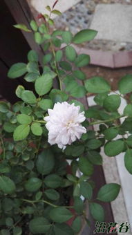 小白花的趣味事