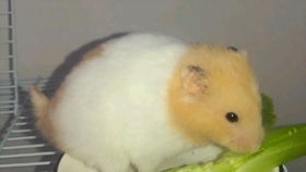 种啥菜让老鼠吃得香？揭秘神秘蔬菜之谜