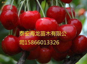 樱桃树3年结果吗？揭秘樱桃树结果时间
