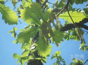 选址， 关乎橡树的生死