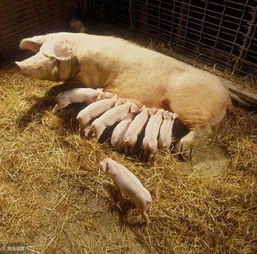 哺乳母猪采食量逐年增加，猪场利润为何不升反降？