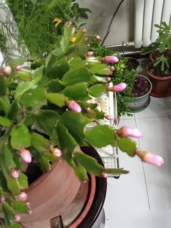 仙人掌接蟹爪兰，如何让两种植物完美融合