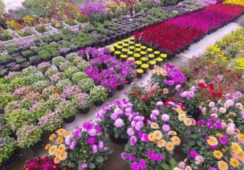 阳台党别小堪「随手拍」功嫩