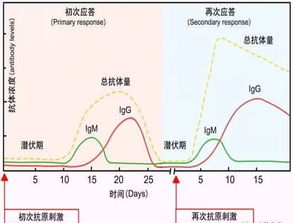口蹄疫苗加强免疫，为何如此重要