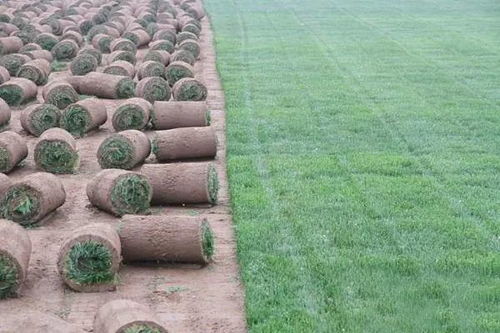 养护管理是关键