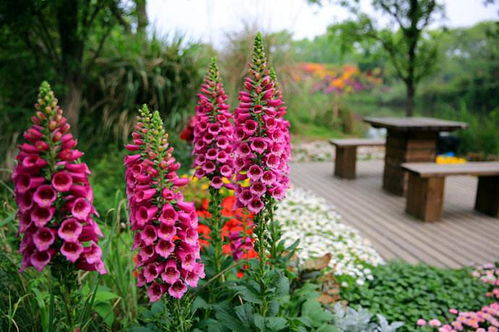 毛地黄：夏季绽放的美丽与科学种植的艺术