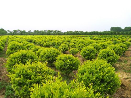 名贵苗木，湖南的绿色宝藏