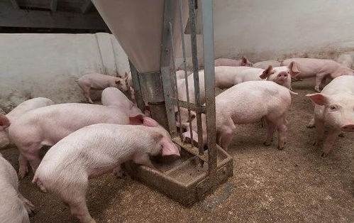 如何预防与救治只吃不长、大头尖屁股的僵猪？