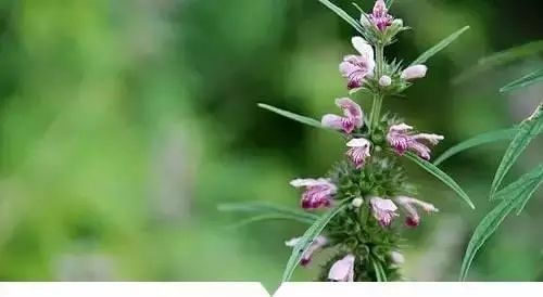 益母草种植攻略：在家轻松养出药效佳品