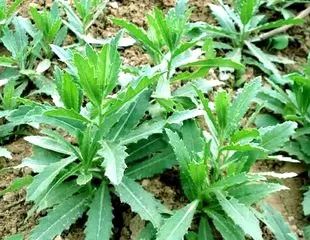 戊唑醇肟菌酯在防治作物病害中的应用效果如何？