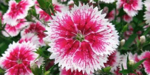 养生保健：石竹助力家人健康