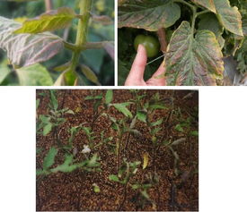 科技与传统结合的种植方法