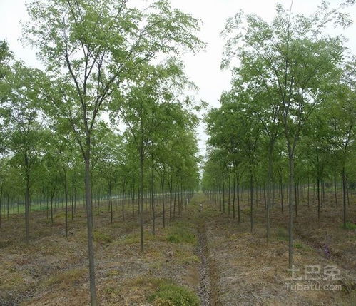 榉树种子就像冬眠的熊，得用对方法叫醒它。