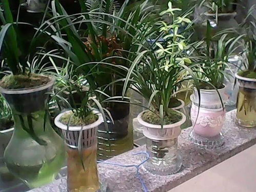 水培兰花养护技巧