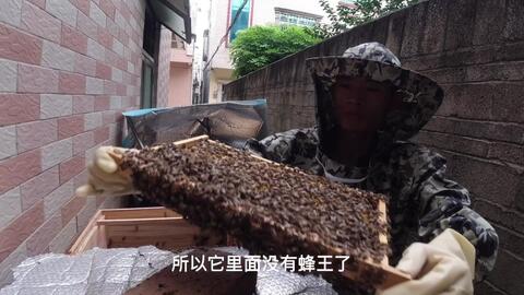 中蜂如何自然造王台？
