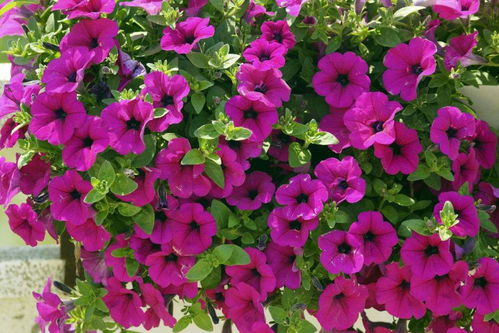 矮牵牛：花开似瀑布