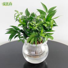 绿钻的养护要点，你Zuo到了吗？