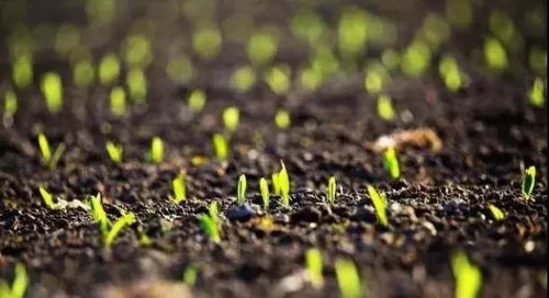 土壤温度和水， 这两样东西太关键