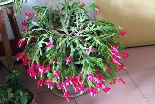 如何判断植物是否缺水