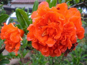 石榴的食用与注意事项