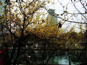 冬日里的清雅之花：腊梅的香气