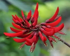 龙牙花易受哪些虫害侵扰？