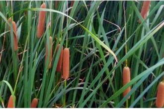 香蒲的应用实例