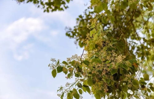 播种方法，要讲究