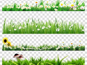 草地小草的新绿生机