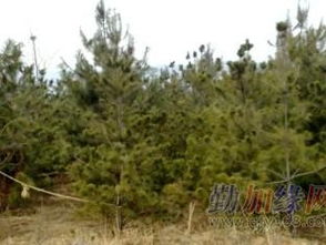 油松小苗价格波动：历史与现状