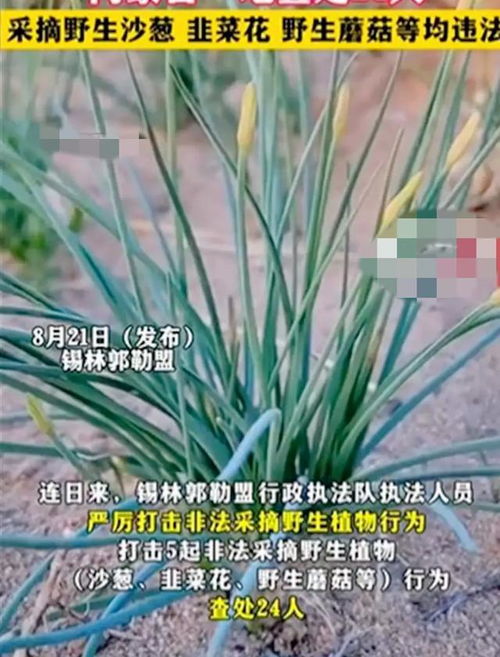 植物多了生态就乱了？