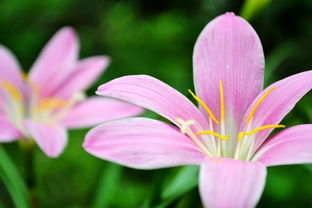 花草书里的花字